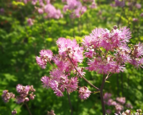 Thalictrum aquilegifolium