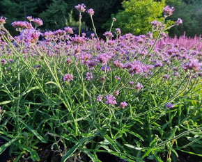 Verbena bonariensis ‘Lollipop’
