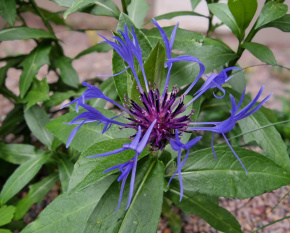 Centaurea montana