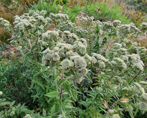 Pycnanthemum pilosum