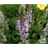 Salvia nemorosa ‘Crystal Blue’