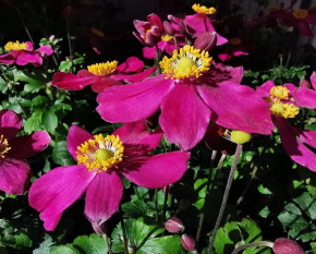 Anemone ‘Fantasy Red Riding Hood’