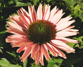 Echinacea ‘SunSeekers Salmon’