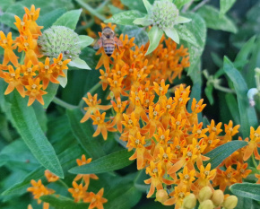 Asclepias tuberosa P11x11