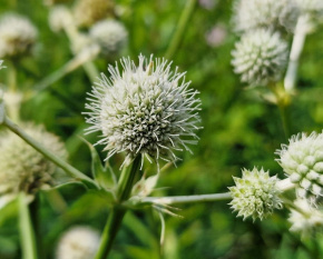 Eryngium yuccifolium P11x11