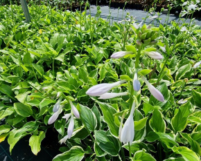 Hosta ‘So Sweet’