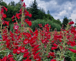 Penstemon ‘Rubicunda’