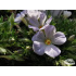 Phlox pulvinata