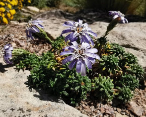 Perezia recurvata