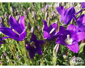 Campanula bellidifolia