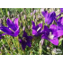 Campanula bellidifolia