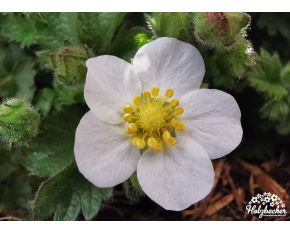 Potentilla clusiana