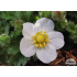 Potentilla clusiana