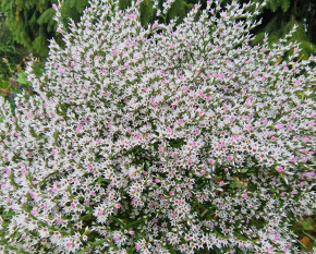 Goniolimon tataricum
