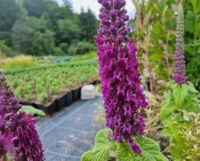 Teucrium hircanicum