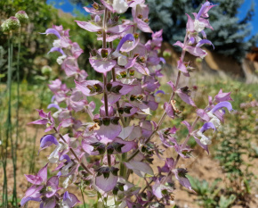 Salvia sclarea
