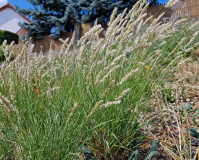 Melica ciliata
