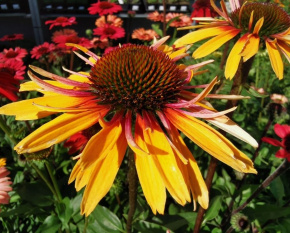 Echinacea ‘Funky Yellow’