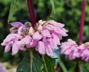 Phlomis tuberosa