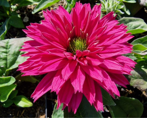 Echinacea ‘SunSeekers Fuchsia’