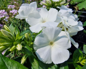 Phlox paniculata ‘Flame White’