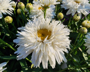 Leucanthemum maximum ‘Sweet Daisy Rebecca’