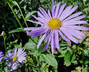 Aster thomsonii