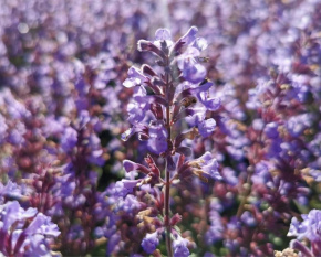 Nepeta x faassenii ‘Purrsian Blue’