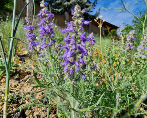 Salvia jurisicii