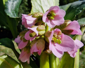 Bergenia ‘Fairytale Romance’