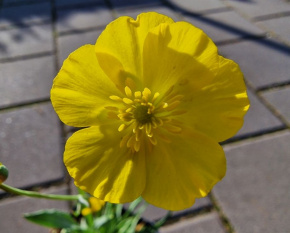 Ranunculus gramineus