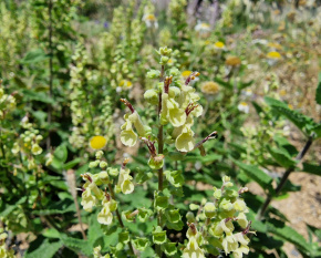 Teucrium scorodonia ‘subsp. scorodonia’