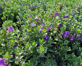 Scutellaria resinosa ‘Smoky Hills’