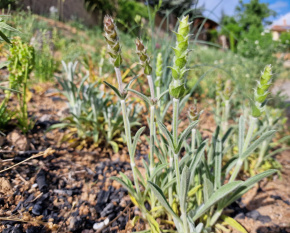 Sideritis scardica