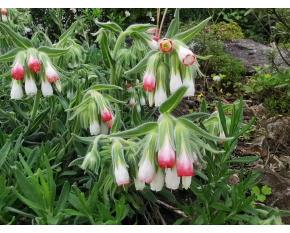 Onosma alborosea