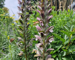 Acanthus spinosus
