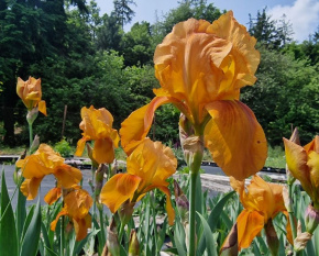 Iris ‘Lunar Fire’