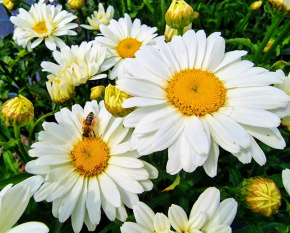 Leucanthemum max. ‘Sweet Daisy Christine’