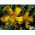 Hypericum olympicum