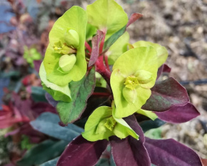 Euphorbia amygdaloides ‘Purpurea’ P11x11