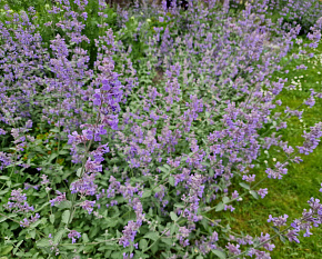 Nepeta x faasenii ‘Six Hills Giant’