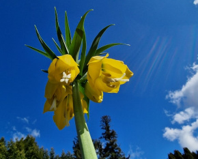 Fritillaria imperialis ‘Lutea’