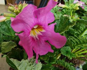 Incarvillea delavayi P14x14