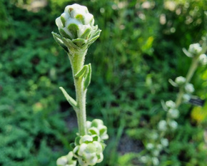 Liatris aspera