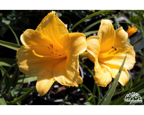 Hemerocallis ‘Stella d'Oro’