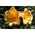 Hemerocallis ‘Stella d'Oro’