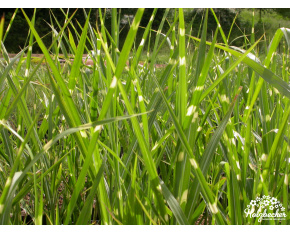 Miscanthus sinensis ‘Strictus’