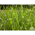 Miscanthus sinensis ‘Strictus’