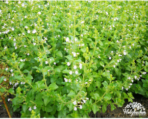 Calamintha nepeta ‘subsp. nepeta