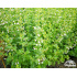 Calamintha nepeta ‘subsp. nepeta